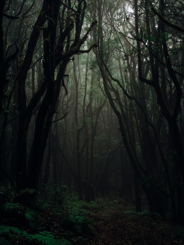 What First-Time Visitors Should Know Before Visiting Aokigahara